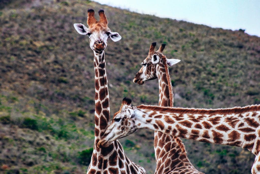 A trio of giraffes!