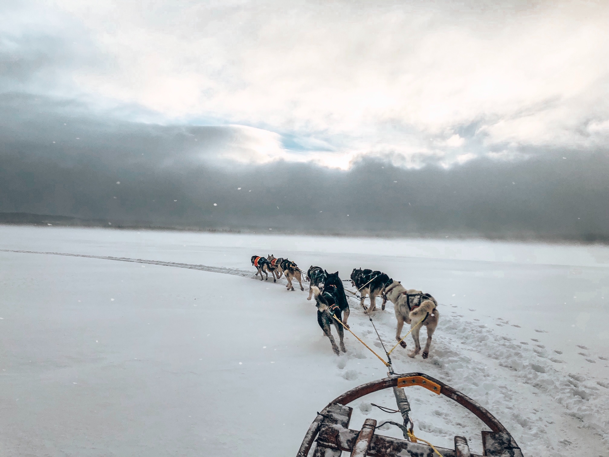 Dog Sledding in Sweden Where to Go and How to Get There The