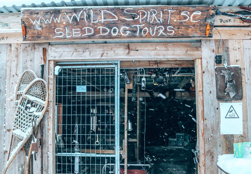 How To Find Work With A Dog Sled Company - And Where Exactly to ...