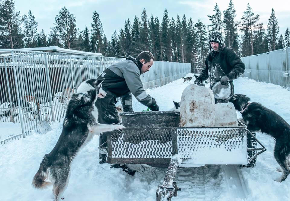 How To Find Work With A Dog Sled Company