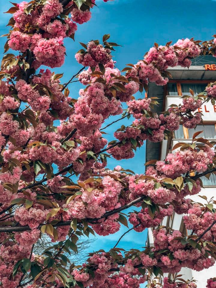 Krakow, Poland In The Spring The Wanderlust Rose