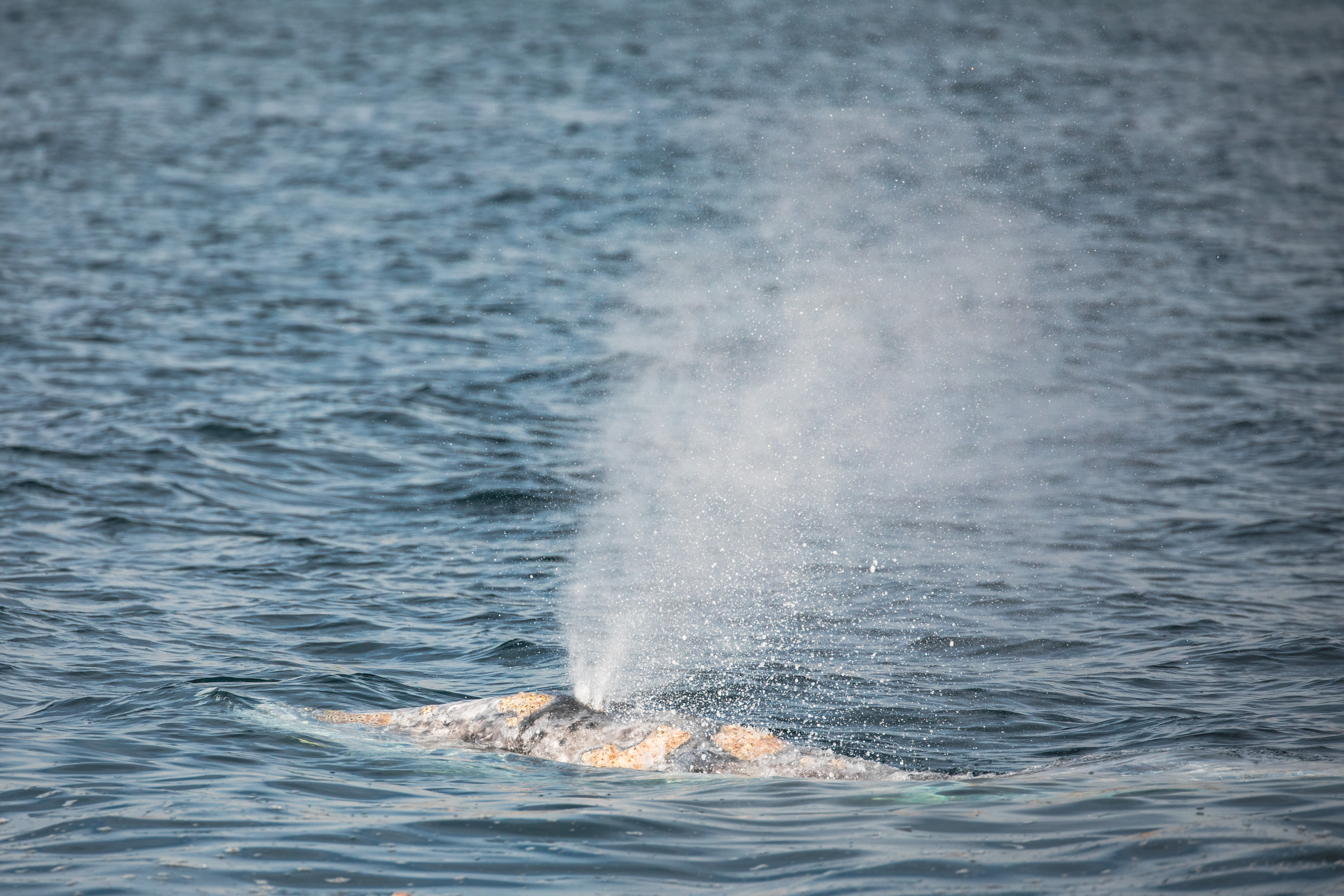 Whale Watching In Newport Beach with Davey’s Locker