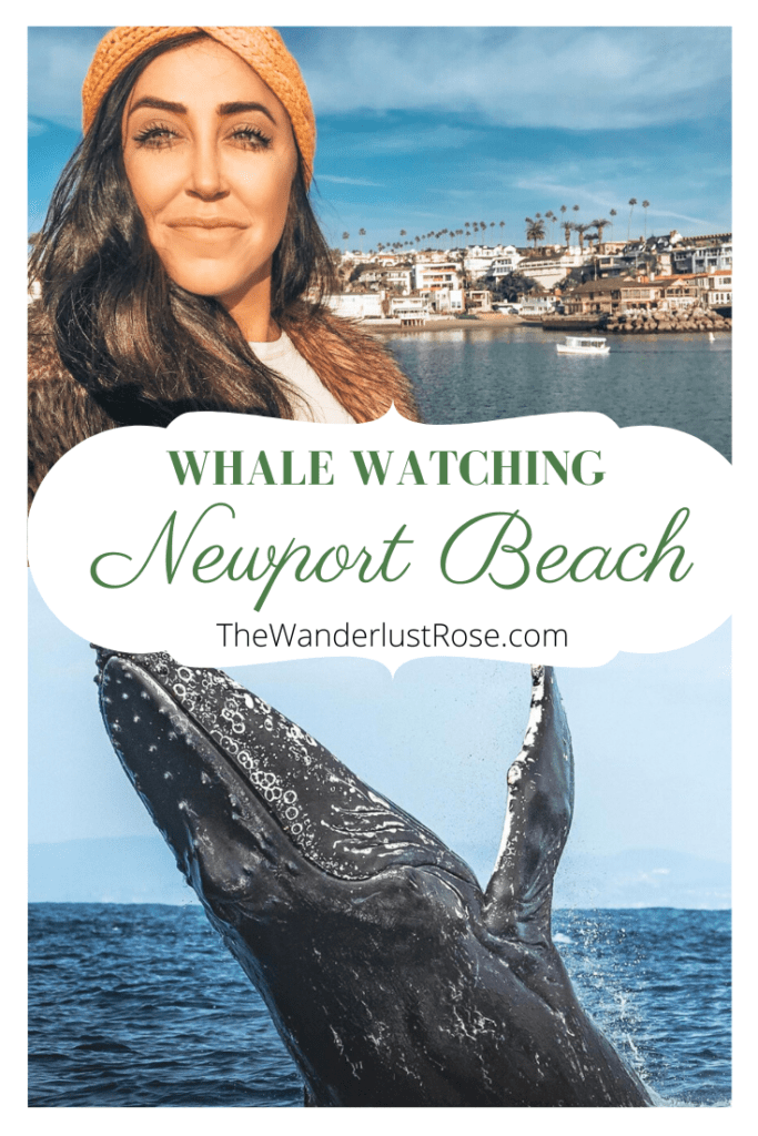 whale watching newport beach