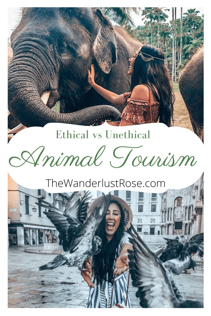 An Open Apology For Using Unethical Animal Experiences - The Wanderlust ...