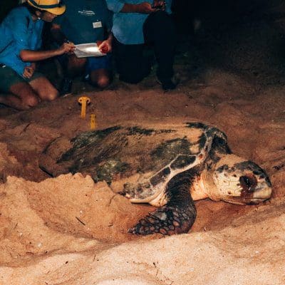 How To See Turtles Hatch in Australia