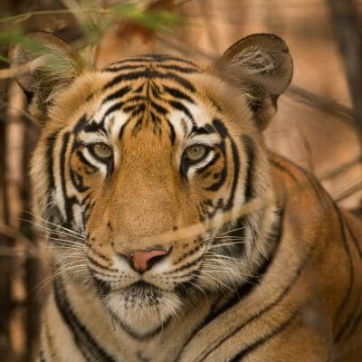 Tiger Safari in Ranthambore National Park, India: A Complete Guide