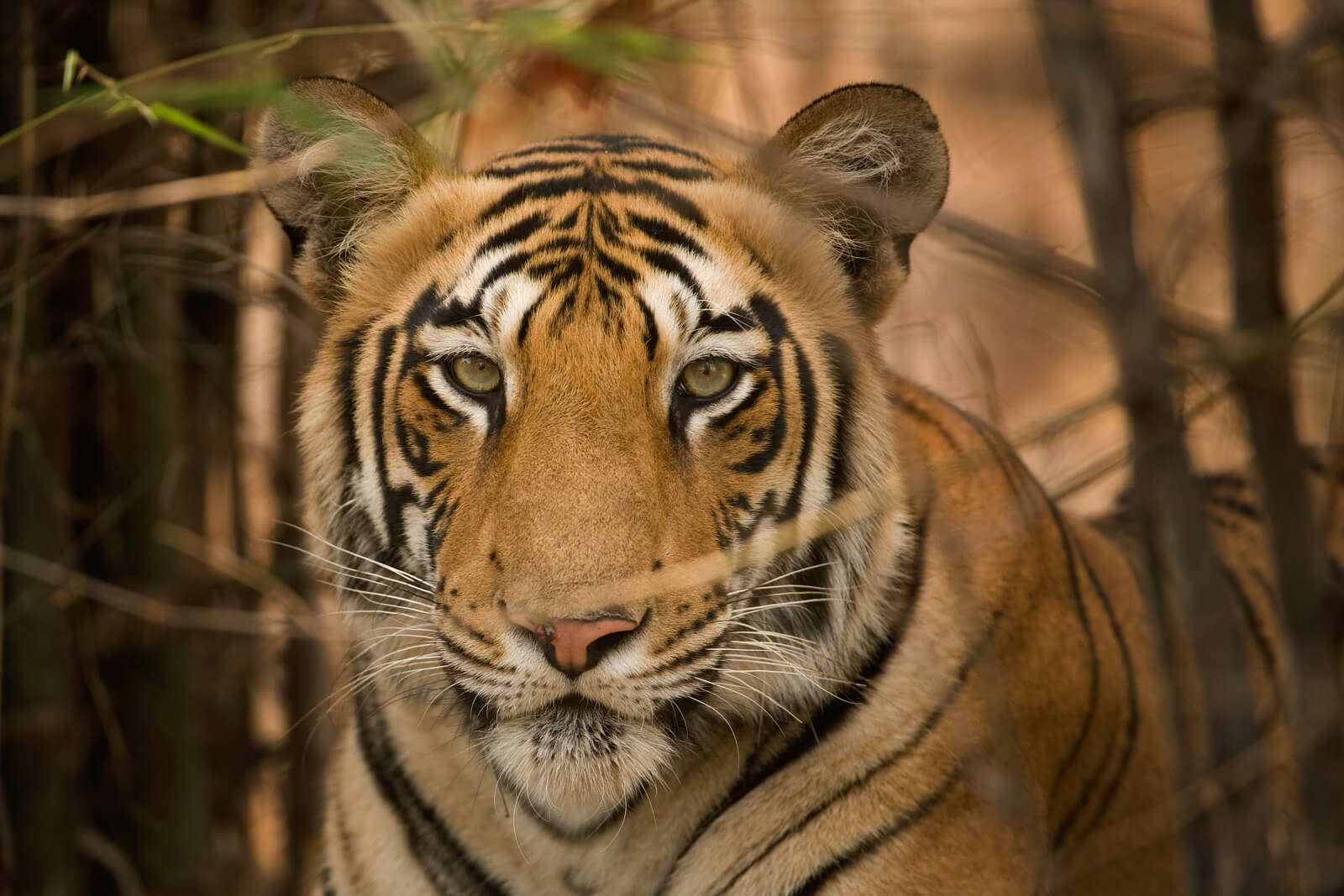 best indian tiger safari