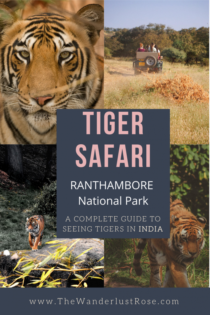 Tiger Safari in Ranthambore National Park, India: A Complete Guide - The  Wanderlust Rose