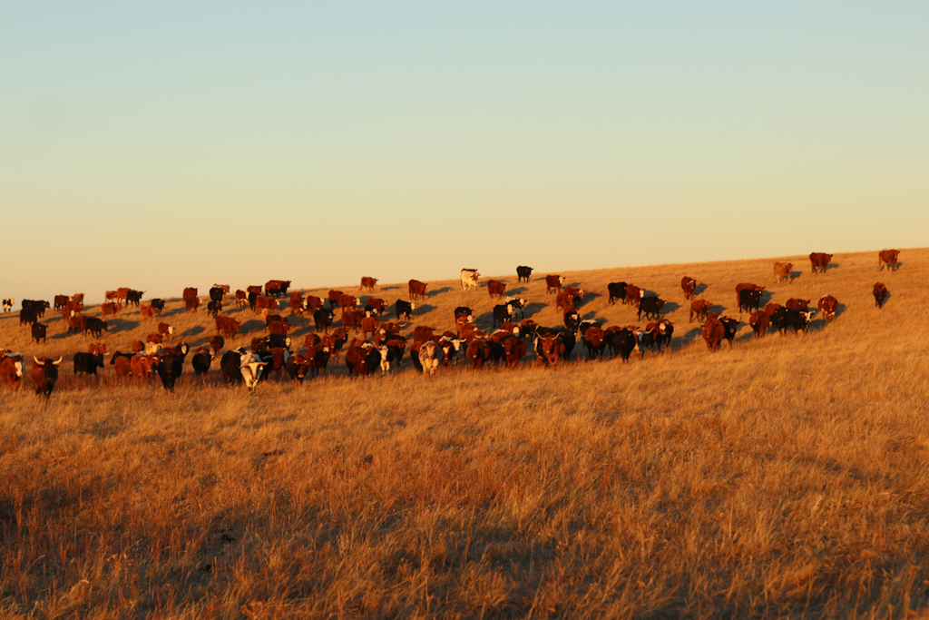 An Authentic Western Vacation At A South Dakota Guest Ranch The