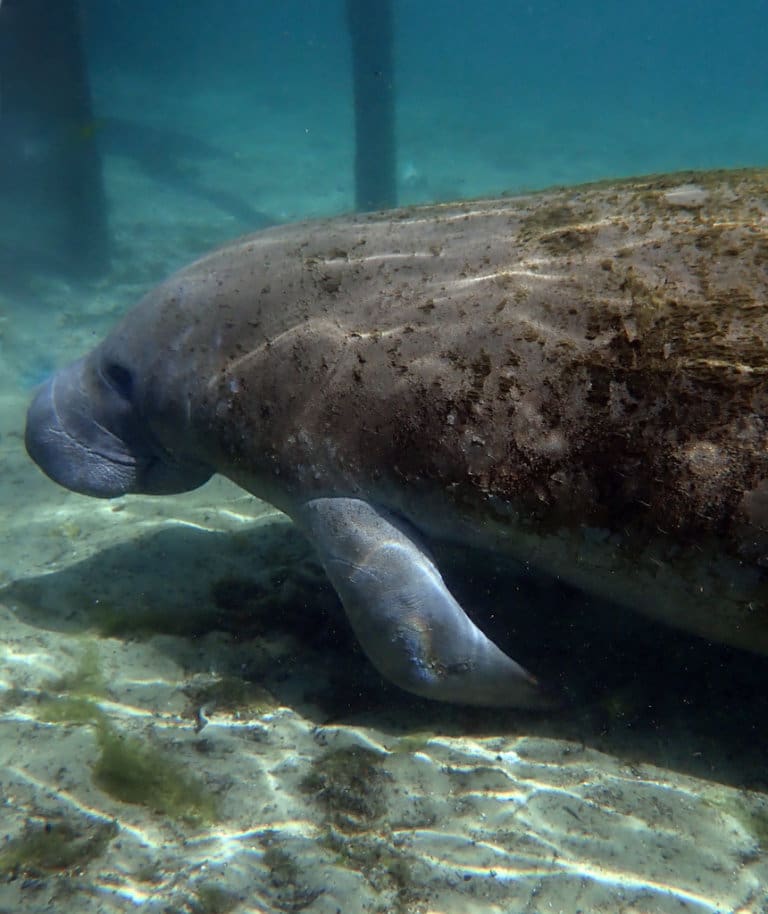 Swimming With Manatees in Florida - The Wanderlust Rose