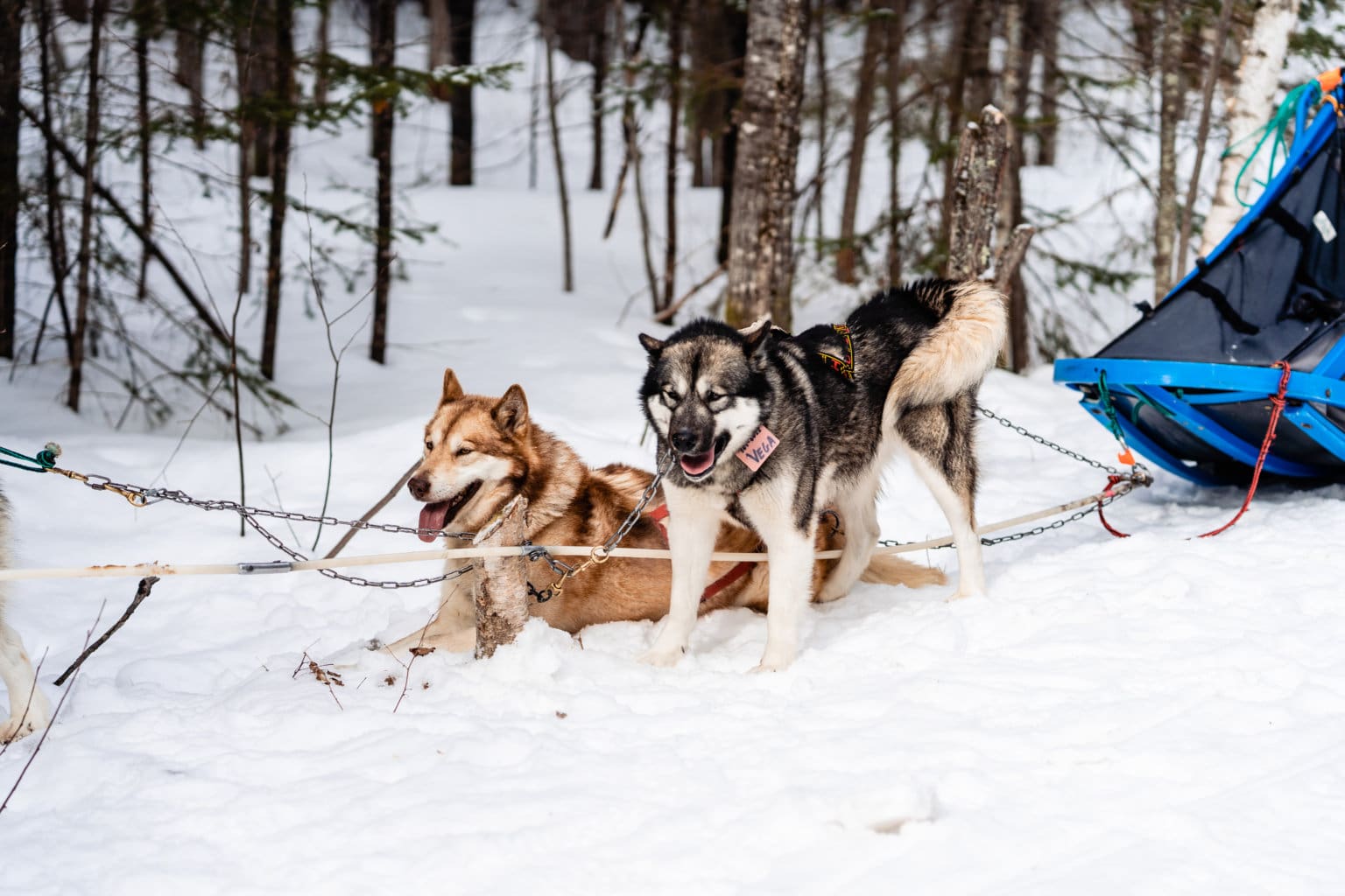 Dog Sledding in Minnesota Group Trip Highlights Week One The