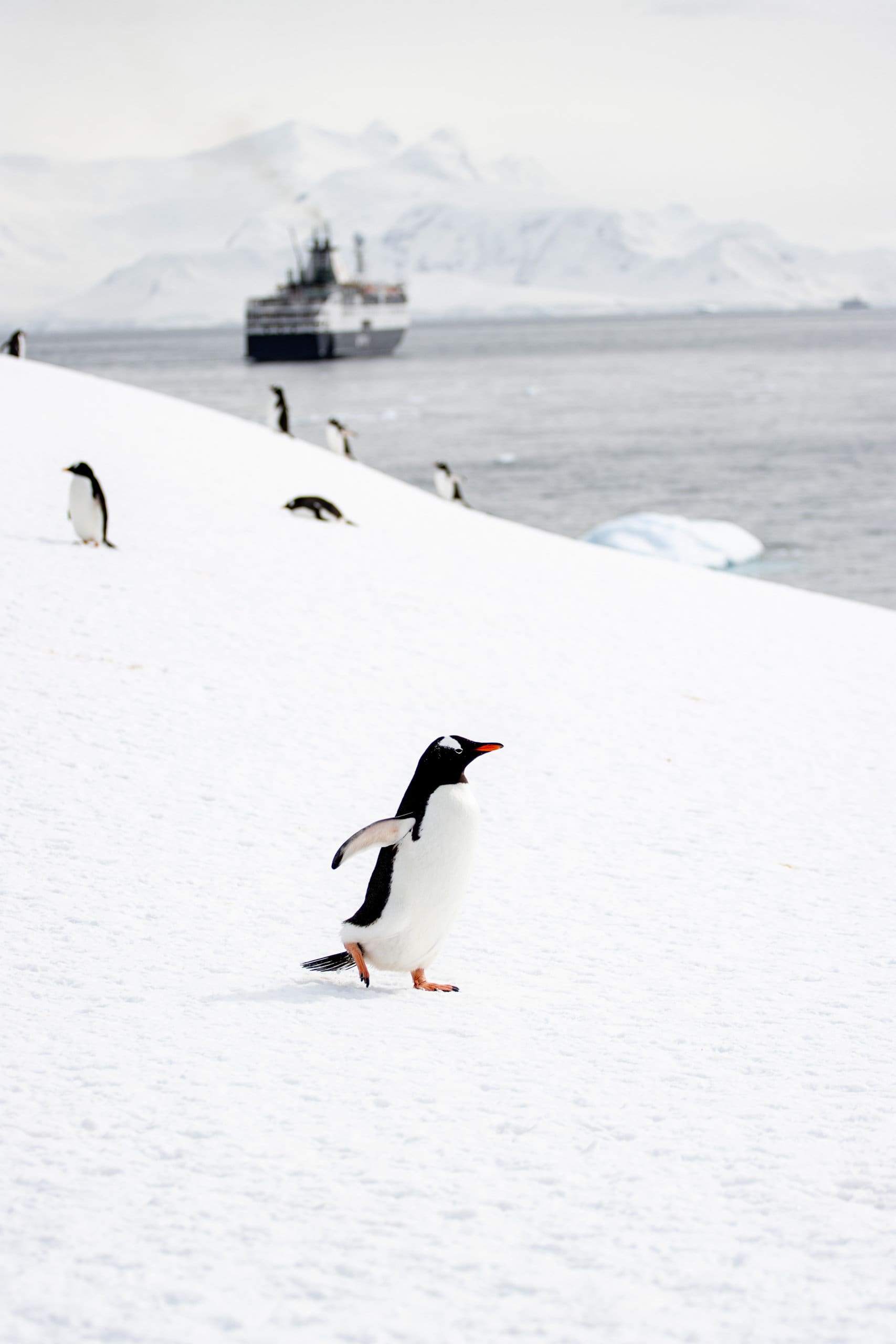 20 Photos To Put Antarctica on Your Bucket List