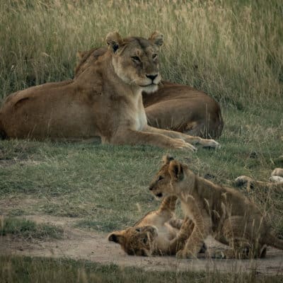 20 Photos To Put Serengeti National Park On Your Bucket List
