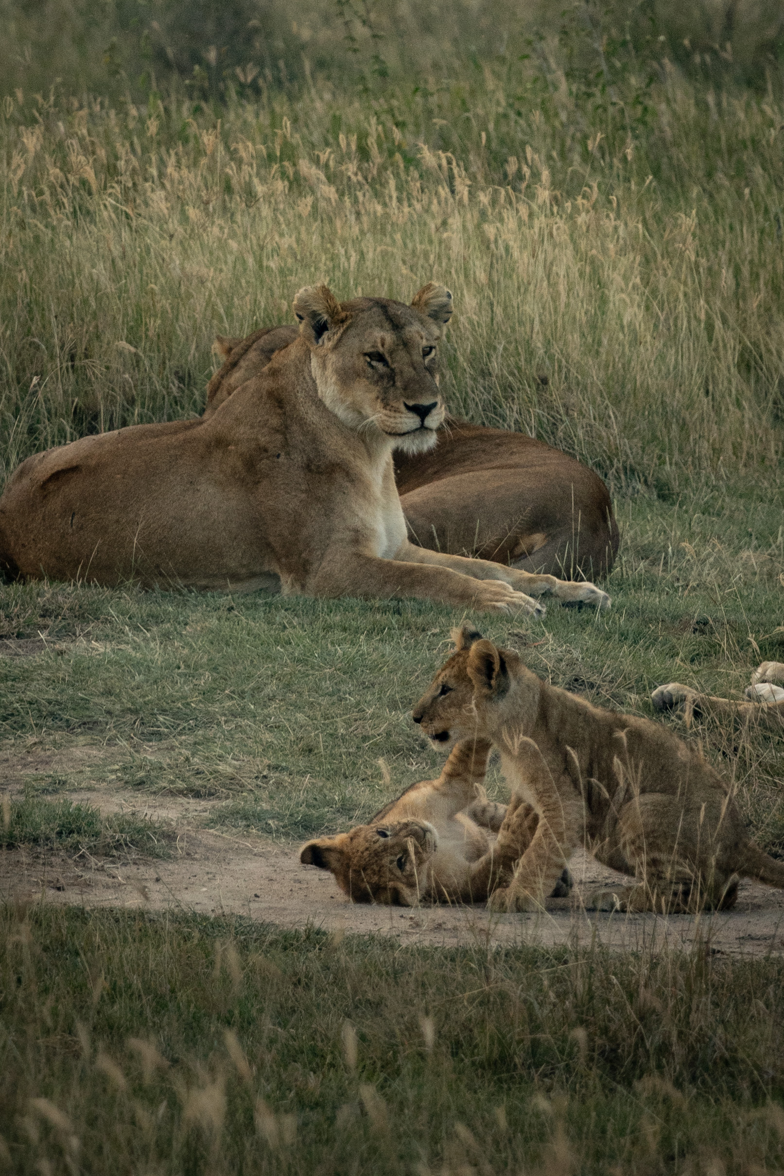 20 Photos To Put Serengeti National Park On Your Bucket List