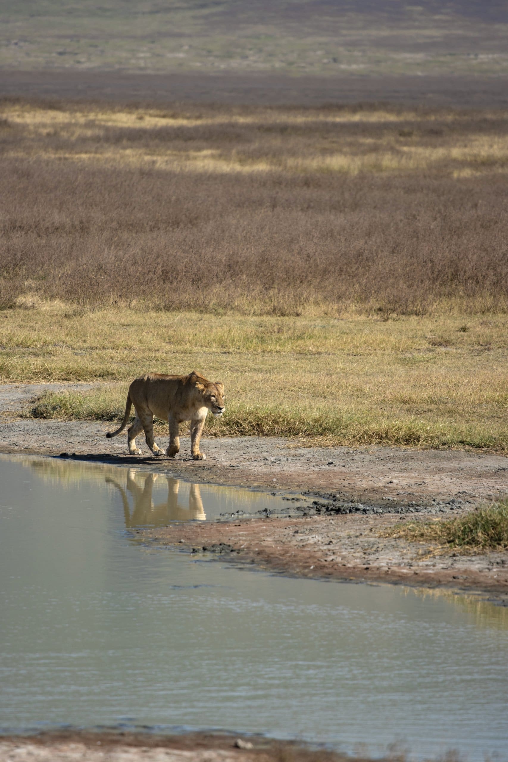 20 Photos To Add Ngorongoro Crater To Your Bucket List