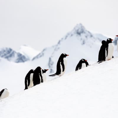 Antarctica Group Trip Announcement: Feb 2025