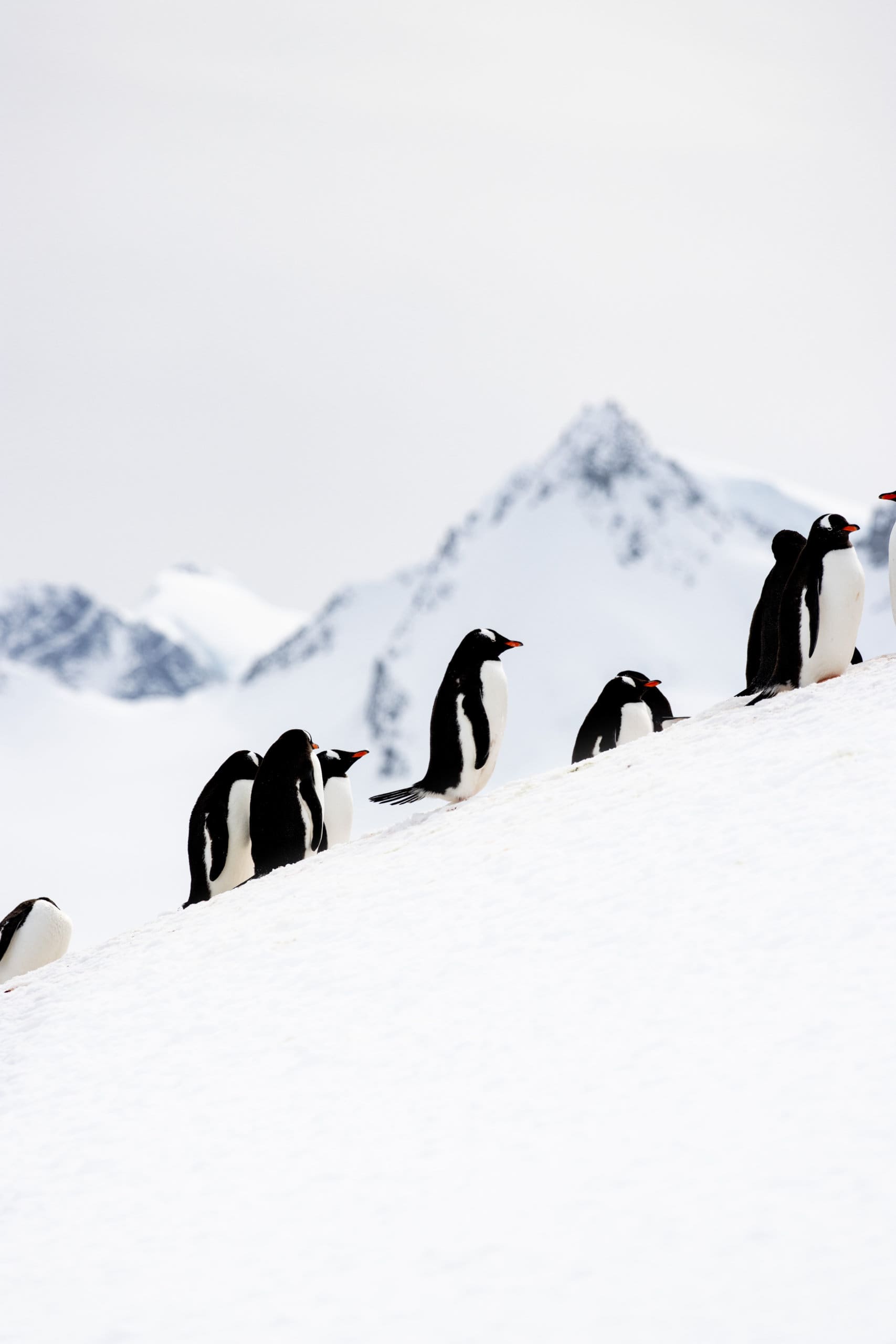 Antarctica Group Trip Announcement: Feb 2025