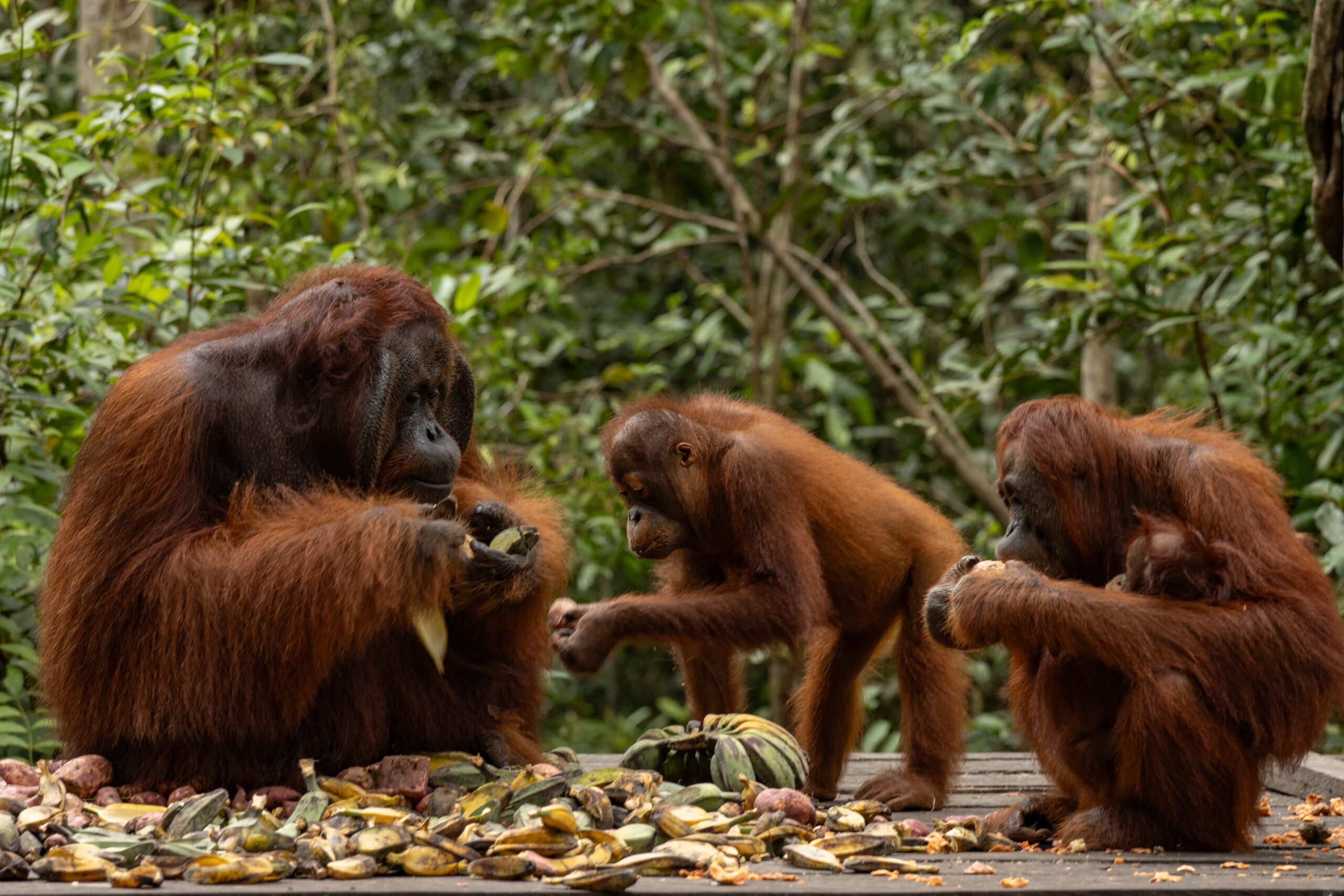Borneo Orangutan Safari: 15 Tips For Your First Visit