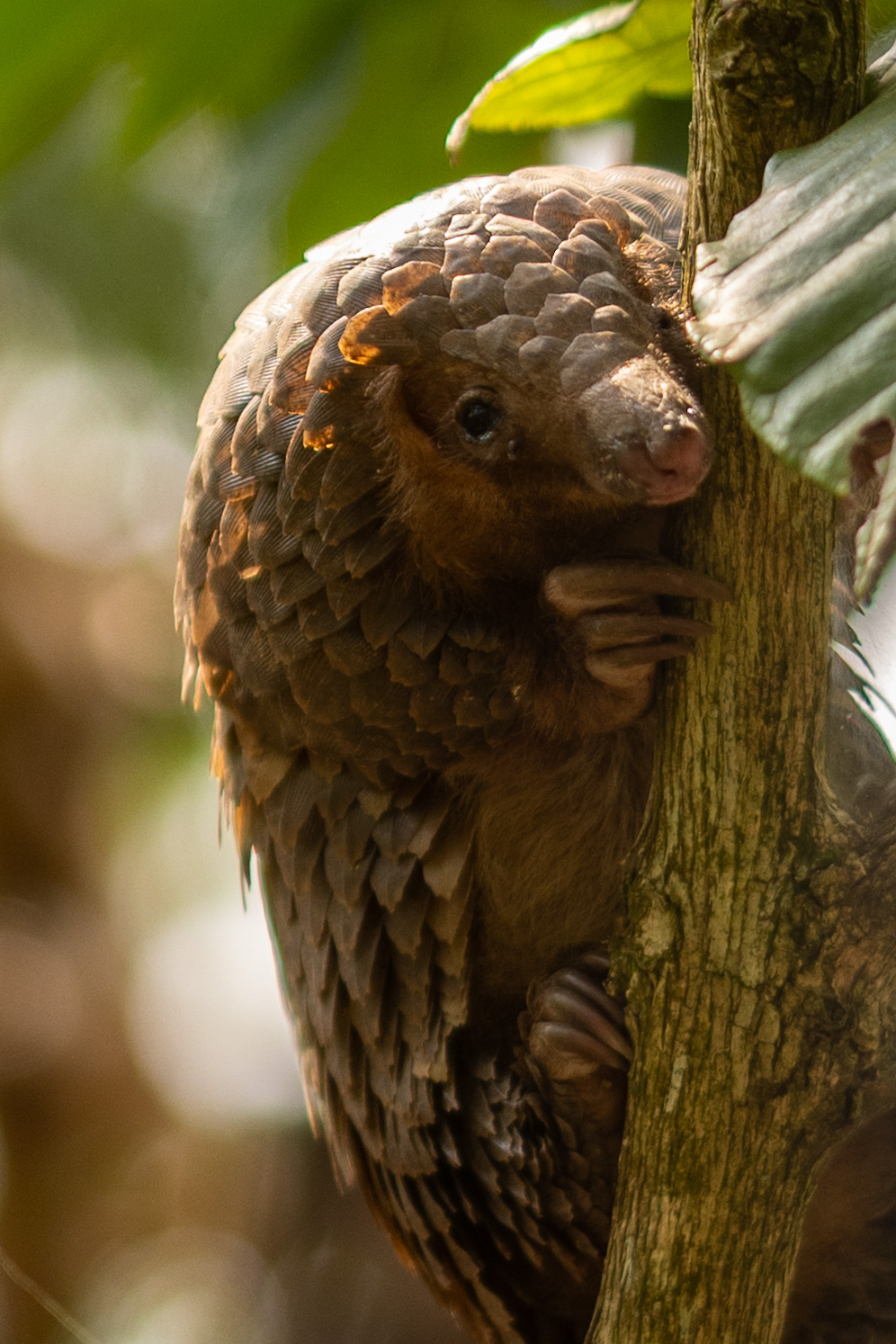 Visiting Uganda's Pangolin Rescue Center