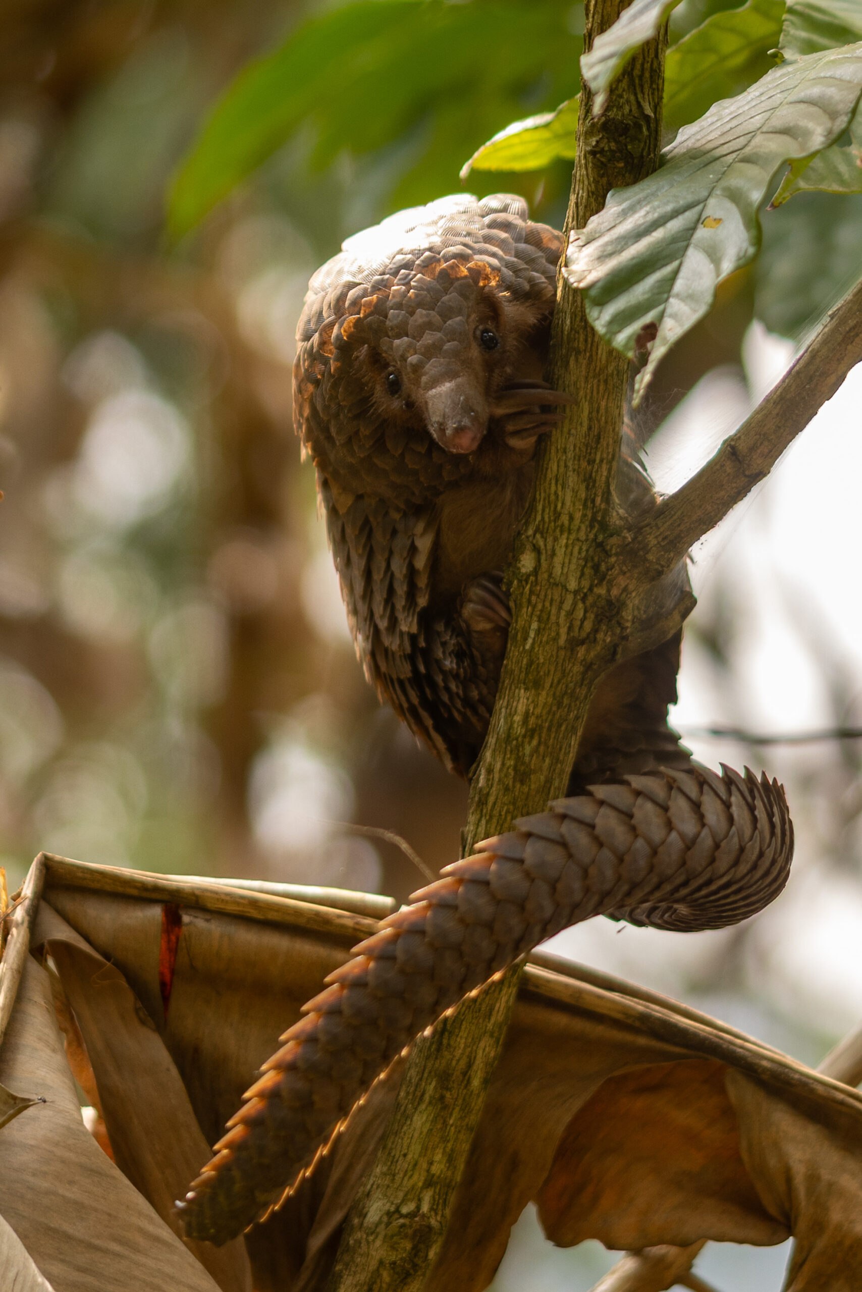 Visiting Uganda's Pangolin Rescue Center