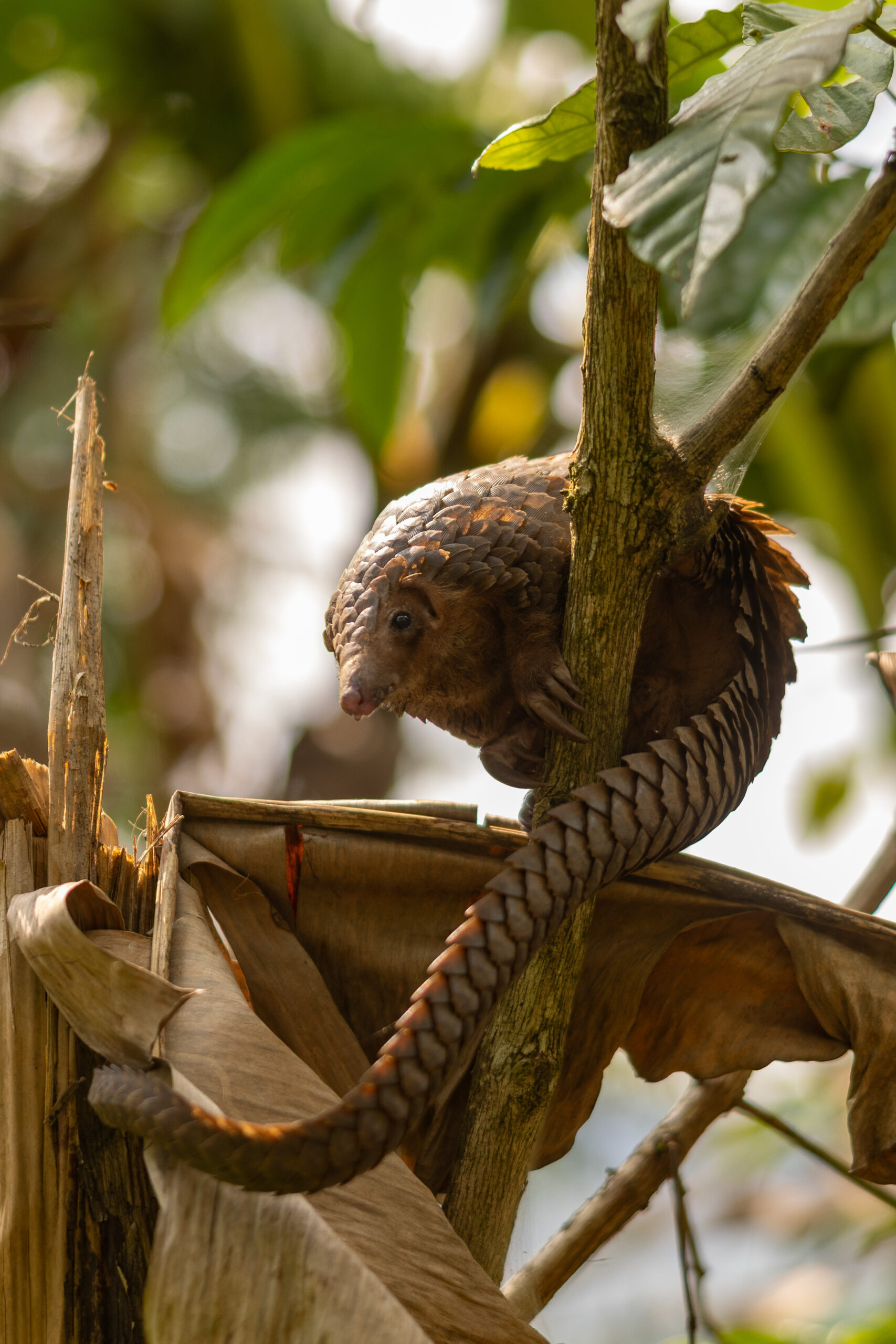 Visiting Uganda’s Pangolin Rescue Center