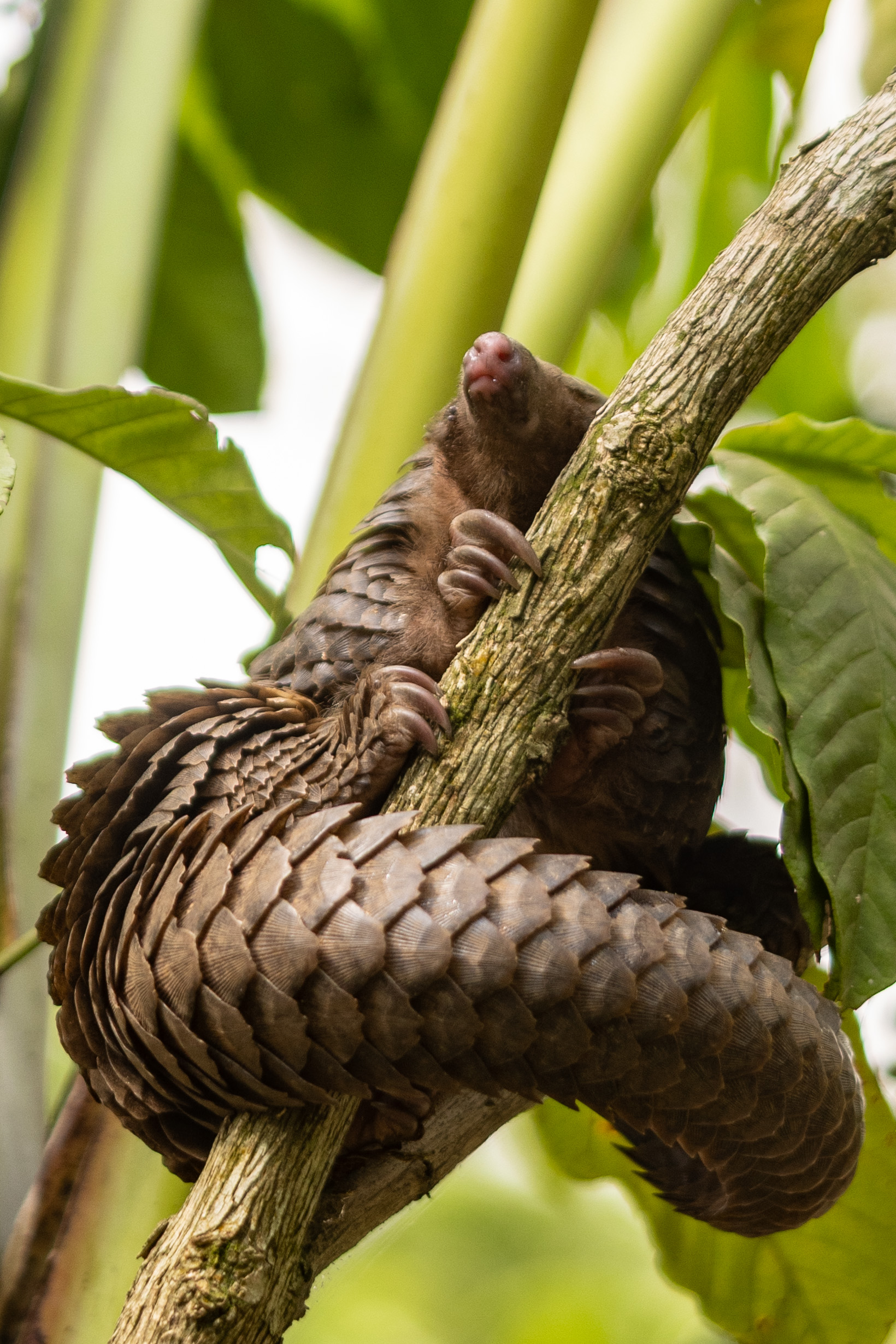 Visiting Uganda's Pangolin Rescue Center